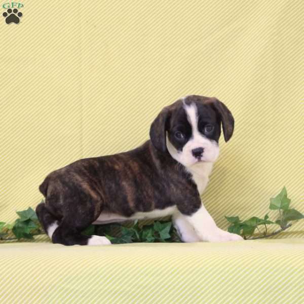 Bonnie, Boston Terrier Mix Puppy